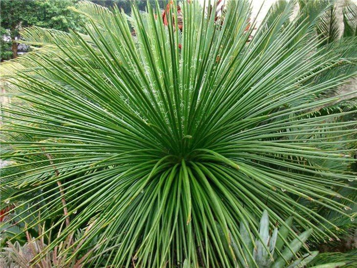 Agave-geminiflora-Twin-Flowered-Agave2